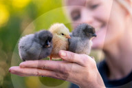 FEATURE - Drei süsse flauschige Küken geniessen die Frühlingssonne