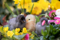FEATURE - Drei süsse flauschige Küken geniessen die Frühlingssonne