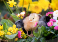 FEATURE - Drei süsse flauschige Küken geniessen die Frühlingssonne