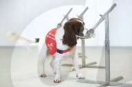 NEWS - Coronavirus: Hunde sollen zum Aufspüren von Coronavirus-Trägern ausgebildet werden 