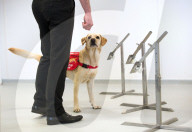 NEWS - Coronavirus: Hunde sollen zum Aufspüren von Coronavirus-Trägern ausgebildet werden 