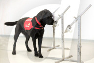 NEWS - Coronavirus: Hunde sollen zum Aufspüren von Coronavirus-Trägern ausgebildet werden 