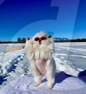 FEATURE - Malteser-Hund Coco erinnert ans Hände- bzw. Pfotenwaschen