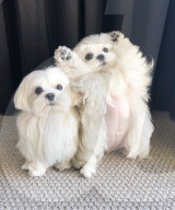 FEATURE - Malteser-Hund Coco erinnert ans Hände- bzw. Pfotenwaschen
