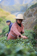 FEATURE - Tee-Ernte in der Provinz Hubei, China