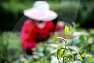 FEATURE - Tee-Ernte in der Provinz Hubei, China