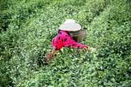 FEATURE - Tee-Ernte in der Provinz Hubei, China