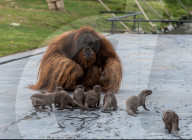 FEATURE - Orang Utans freunden sich mit Ottern an