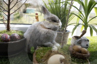FEATURE - Hase Horst bereitet sich auf das Osterfest vor