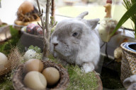 FEATURE - Hase Horst bereitet sich auf das Osterfest vor