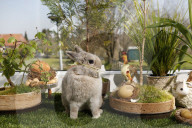 FEATURE - Hase Horst bereitet sich auf das Osterfest vor
