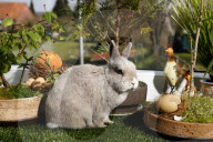 FEATURE - Hase Horst bereitet sich auf das Osterfest vor