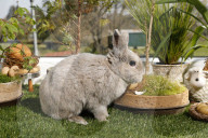 FEATURE - Hase Horst bereitet sich auf das Osterfest vor