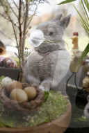 FEATURE - Hase Horst bereitet sich auf das Osterfest vor