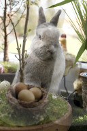FEATURE - Hase Horst bereitet sich auf das Osterfest vor