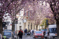 NEWS - Coronavirus: Bonn sperrt die Kirschblüte für Besucher