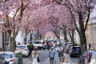 NEWS - Coronavirus: Bonn sperrt die Kirschblüte für Besucher
