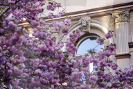 NEWS - Coronavirus: Bonn sperrt die Kirschblüte für Besucher
