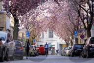 NEWS - Coronavirus: Bonn sperrt die Kirschblüte für Besucher