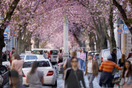 NEWS - Coronavirus: Bonn sperrt die Kirschblüte für Besucher