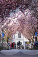 NEWS - Coronavirus: Bonn sperrt die Kirschblüte für Besucher