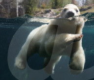 FEATURE - Das kleine Eisbärenbaby spielt ausgelassen im Zoo Hannover mit Mutter Milana 