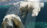 FEATURE - Das kleine Eisbärenbaby spielt ausgelassen im Zoo Hannover mit Mutter Milana 