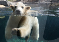 FEATURE - Das kleine Eisbärenbaby spielt ausgelassen im Zoo Hannover mit Mutter Milana 