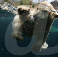 FEATURE - Das kleine Eisbärenbaby spielt ausgelassen im Zoo Hannover mit Mutter Milana 