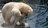 FEATURE - Das kleine Eisbärenbaby spielt ausgelassen im Zoo Hannover mit Mutter Milana 
