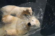 FEATURE - Das kleine Eisbärenbaby spielt ausgelassen im Zoo Hannover mit Mutter Milana 