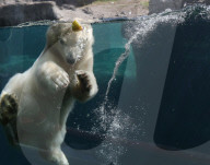 FEATURE - Das kleine Eisbärenbaby spielt ausgelassen im Zoo Hannover mit Mutter Milana 