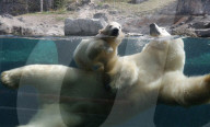 FEATURE - Das kleine Eisbärenbaby spielt ausgelassen im Zoo Hannover mit Mutter Milana 