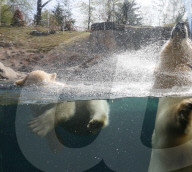 FEATURE - Das kleine Eisbärenbaby spielt ausgelassen im Zoo Hannover mit Mutter Milana 