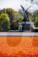 NEWS - Coronavirus: Tulpenfelder in Lisse ohne Besucher