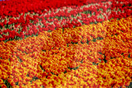 NEWS - Coronavirus: Tulpenfelder in Lisse ohne Besucher