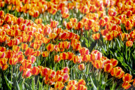NEWS - Coronavirus: Tulpenfelder in Lisse ohne Besucher