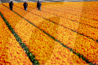 NEWS - Coronavirus: Tulpenfelder in Lisse ohne Besucher