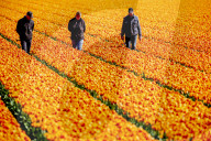 NEWS - Coronavirus: Tulpenfelder in Lisse ohne Besucher
