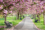 FEATURE - Lockdown im Greenwich Park: Nur wenige Besucher geniessen die Blütenpracht