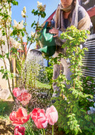 NEWS - Trockenheit zwingt Gartenbesitzer zum Giessen