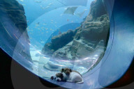 FEATURE - Kätzchen und Welpen erkunden das leere Aquarium in Atlanta