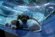 FEATURE - Kätzchen und Welpen erkunden das leere Aquarium in Atlanta