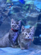 FEATURE - Kätzchen und Welpen erkunden das leere Aquarium in Atlanta