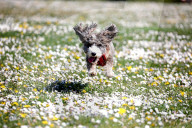 FEATURE - Frühling: Hund Cookie tollt im Blumenfeld herum