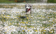 FEATURE - Frühling: Hund Cookie tollt im Blumenfeld herum