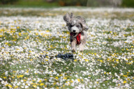 FEATURE - Frühling: Hund Cookie tollt im Blumenfeld herum