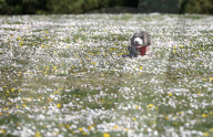 FEATURE - Frühling: Hund Cookie tollt im Blumenfeld herum