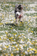 FEATURE - Frühling: Hund Cookie tollt im Blumenfeld herum