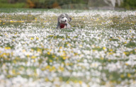 FEATURE - Frühling: Hund Cookie tollt im Blumenfeld herum